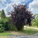 Vörös levelű májusfa - Prunus virginiana 'Schubert' - Szabadgyökeres