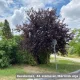 Vörös levelű májusfa - Prunus virginiana 'Schubert' - Szabadgyökeres