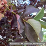 Vörös levelű májusfa - Prunus virginiana 'Schubert' - Szabadgyökeres
