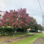 Égővörös díszkörte - Pyrus calleryana 'Autumn Blaze' - Szabadgyökeres