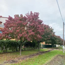   Égővörös díszkörte - Pyrus calleryana 'Autumn Blaze' - Szabadgyökeres