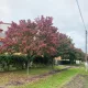 Égővörös díszkörte - Pyrus calleryana 'Autumn Blaze' - Szabadgyökeres