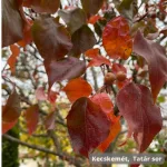 Égővörös díszkörte - Pyrus calleryana 'Autumn Blaze' - Szabadgyökeres