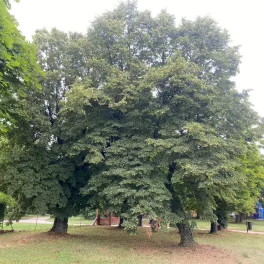 Kislevelű hárs - Tilia cordata - Szabadgyökeres