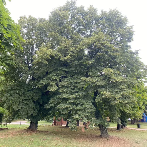 Kislevelű hárs - Tilia cordata - Szabadgyökeres