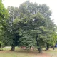 Kislevelű hárs - Tilia cordata - Szabadgyökeres