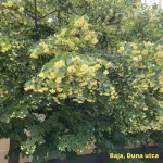 Kislevelű hárs - Tilia cordata - Szabadgyökeres