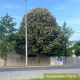 Ezüsthárs - Tilia tomentosa - Szabadgyökeres