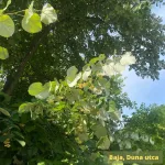 Ezüsthárs - Tilia tomentosa - Szabadgyökeres
