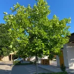 Liriodendron tulipifera - Tulipánfa