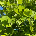 Liriodendron tulipifera - Tulipánfa