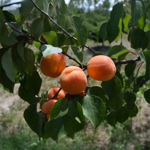 Hargrand® kajszi - Szabadgyökeres, Myrabolán alanyon