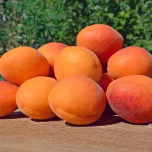 Erőteljes, fejlett Orangered kajszibarackfa 10 literes konténerben, szilárd vázágakkal Orangered (SZB Bhart) kajszibarack XL méretben (Prunus armeniaca)