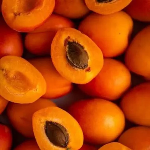 Velita kései kajszi szabadgyökeres oltvány termései a fán Velita kései kajszi (Prunus armeniaca 'Velita')