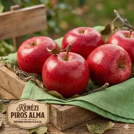 Ragyogó piros héjú, érett Kenézi piros alma a fán és konténeres oltvány gyümölcsfa/Kenézi piros alma (Malus domestica 'Kenézi piros')