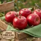 Ragyogó piros héjú, érett Kenézi piros alma a fán és konténeres oltvány gyümölcsfa/Kenézi piros alma (Malus domestica 'Kenézi piros')
