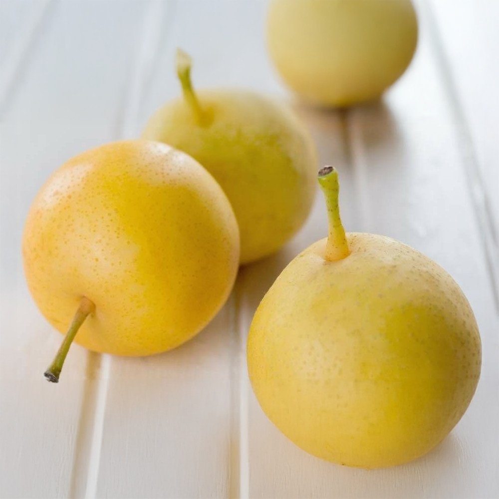 Nijisseiki nashi rezisztens japán alma-körte - Szabadgyökere