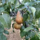 Bosc kobak körte - Szabadgyökeres, Vadkörte alanyon