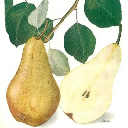 Érett, nagyméretű, sárgászöld Pap körte a gyümölcsfán és konténeres suháng/Pap körte (Pyrus communis 'Pastorenbirne')