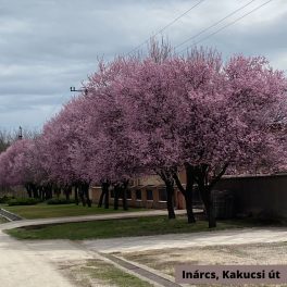   Vérszilva - Prunus cerasifera 'Woodii' - Szabadgyökeres
