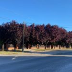 Vérszilva - Prunus cerasifera 'Woodii' - Szabadgyökeres