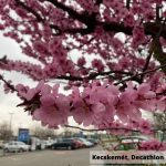 Vérszilva - Prunus cerasifera 'Woodii' - Szabadgyökeres