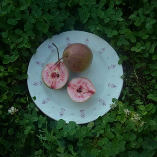 Erőteljes, fejlett Vérbelű körtefa 10 literes konténerben, szilárd vázágakkal Vérbelű körte XL méretben (Pyrus communis)