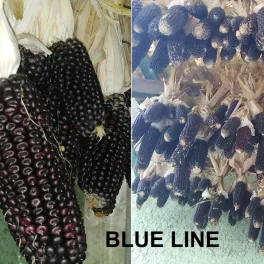 Blue Line kék kukorica mag (12 g)