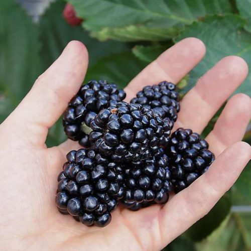 Legkorábban érő folytontermő szeder - Rubus fruticosus Direttissima® ’Montblanc®’