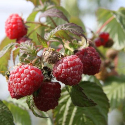 Bohéme korai málna - Rubus idaeus ’Bohéme’