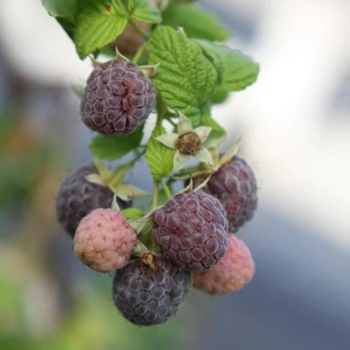 Glen Coe lilamálna - Rubus x neglectus 'Glen Coe'