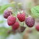 'Willamette' málna - Rubus idaeus 'Willamette'