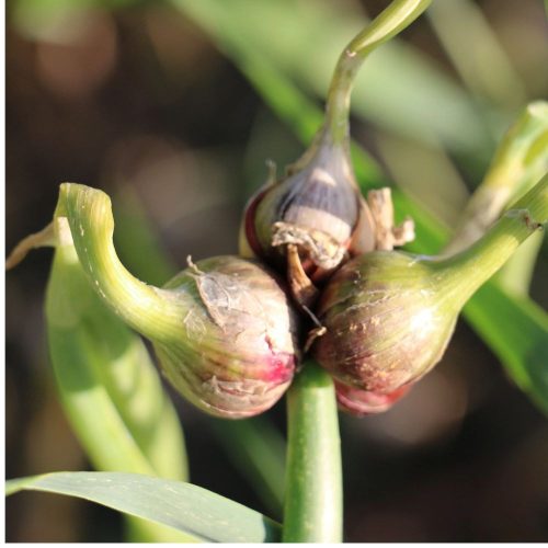 Sarjhagyma - Allium viviparum - Kont