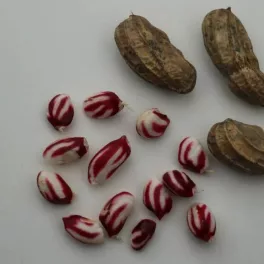  Csíkos földimogyoró - Arachis Hypogaea 'Justbehappy'® - Konténeres