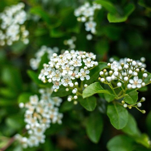 Rubina fekete berkenye - Aronia melanocarpa 'Rubina' - Konténeres