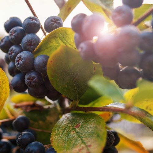 Viking fekete berkenye - Aronia melanocarpa 'Viking' - Konténeres