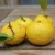 Switrus® yuzu japán citrom - Konténeres