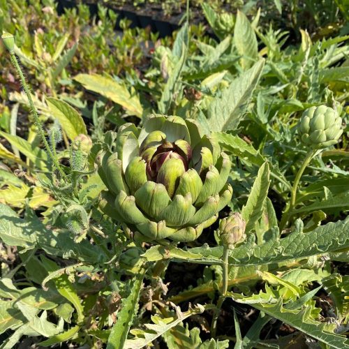 Tavor articsóka - Cynara cardunculus 'Tavor' - Konténeres