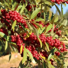   Bőtermő olivafűz - Elaeagnus umbellata Pointilla® 'Amoroso®' - Konténeres