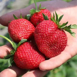   Édes kerti szamóca - Fragaria x ananassa Frutium® ’Bonneuere’® (3 db/csomag) - Konténeres