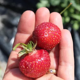   Fraisibelle parfüm szamóca/eper - Fragaria hybrida Parfum ’Fraisibelle’® - (3db/csomag) - Kont
