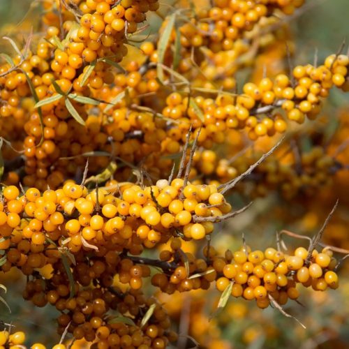 Tytti törpe homoktövis termő - Hippophae rhamnoides 'Tytti'