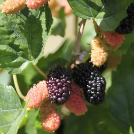Mojo Berry® törpe eperfa - Konténeres
