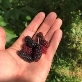   Folyton termő eperfa - Morus rubra 'Illinois Everbearing' - Konténeres