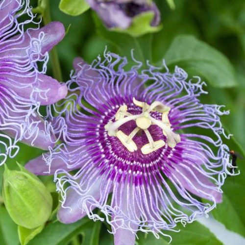 Télálló marakuja - Passiflora edulis Cooltropics® ’Eia Popeia’ - Konténeres