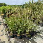 Télálló marakuja - Passiflora edulis Cooltropics® ’Eia Popeia’ - Konténeres