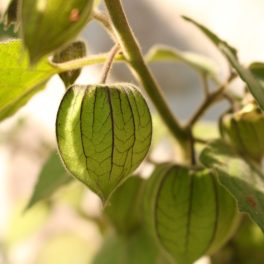   Perui földicseresznye -  Physalis peruviana 'Fruttosa' - Konténeres