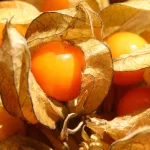 Perui földicseresznye -  Physalis peruviana 'Fruttosa' - Konténeres