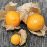 Perui földicseresznye -  Physalis peruviana 'Fruttosa' - Konténeres