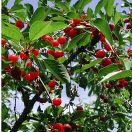   Rómeó kései bokormeggy -  Prunus fruticosus x cerasus 'Romeo' - Konténeres